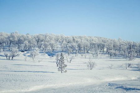 美丽的白色风景的一个飘雪挪威冬季的一天