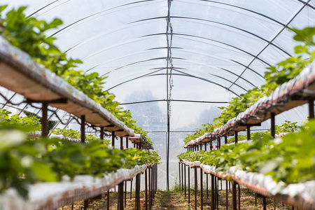 工业增长的草莓，无土栽培草莓行人工林，生长在温室里，草莓田，室内的草莓农场，里面的新鲜草莓栽培草莓
