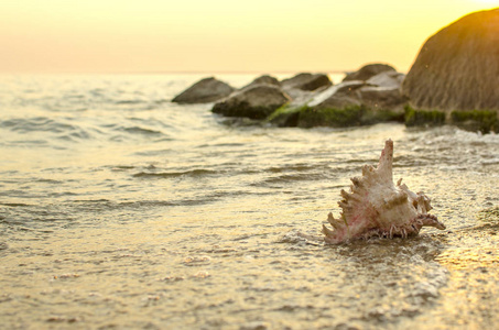 大贝壳在海边的背景