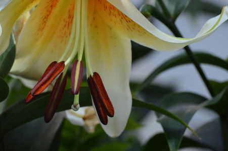 一朵百合花