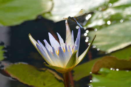 水百合