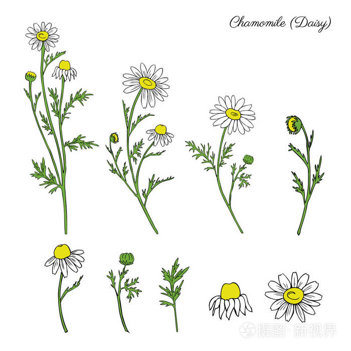 洋甘菊野田花白色背景植物手绘雏菊素描矢量涂鸦插画设计包茶, 有机