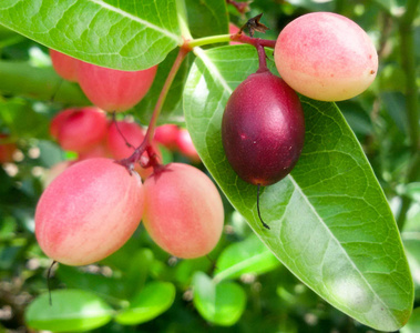 Carunda 或格龙达 孟加拉黑醋栗 粉红色的园里的树上的果子