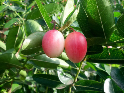 Carunda 或格龙达 孟加拉黑醋栗 粉红色的园里的树上的果子