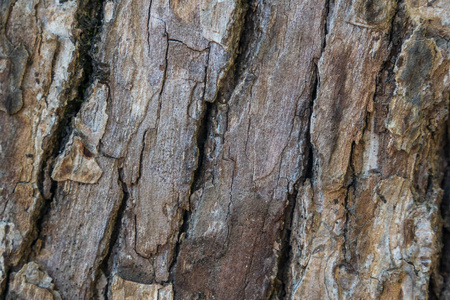 老木树纹理背景图案自然