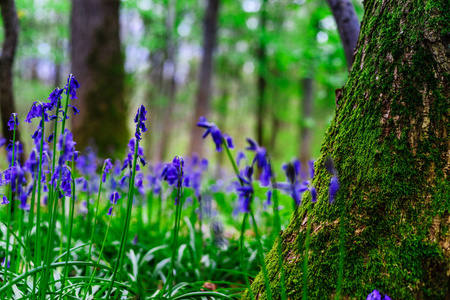 布鲁塞尔附近神奇的蓝色森林, 春天开花