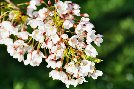 樱桃树或樱花盛开在春天绿色背景