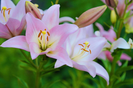 夏天花园里的美丽粉色百合