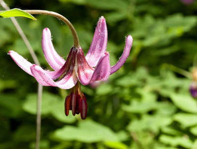 花森林百合百合玛塔贡