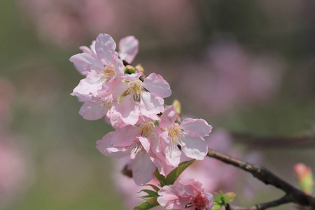 盛开的樱桃树