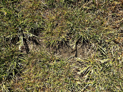 干烧死草干硬质粘土，自然背景。干燥的棕色绿色地毯