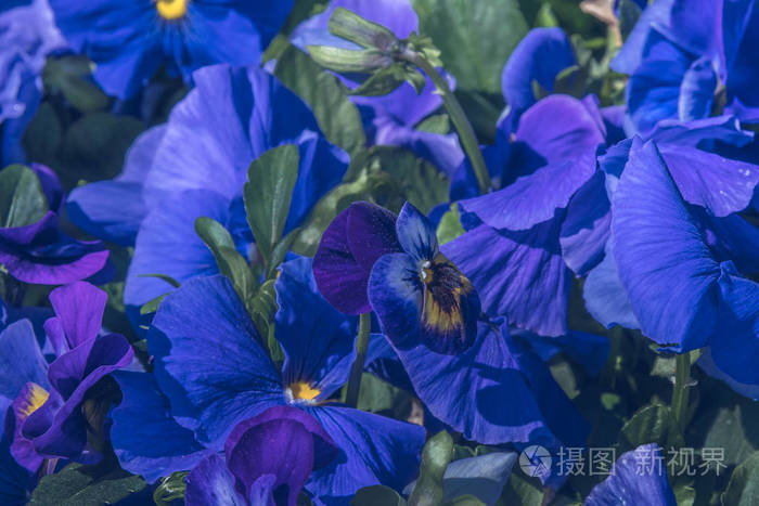关闭蓝色紫罗兰色花背景在早晨自然