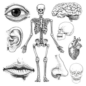 人类生物学，解剖图。刻的手绘在旧素描和复古的风格。头骨或骨骼的轮廓。周身的骨骼。嘴唇和耳朵与鼻子。大脑和心脏