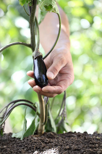 从菜园里植物手触摸茄子，关闭了