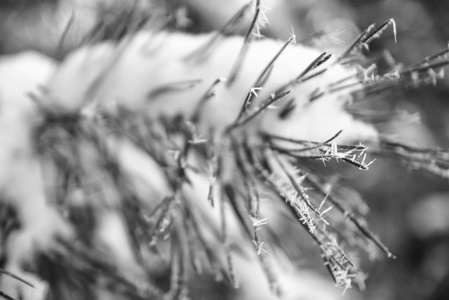 松树树枝上覆盖着霜和雪。b w 照片