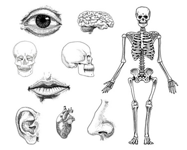 人类生物学，解剖图。刻的手绘在旧素描和复古的风格。头骨或骨骼的轮廓。周身的骨骼。嘴唇和耳朵与鼻子。大脑和心脏