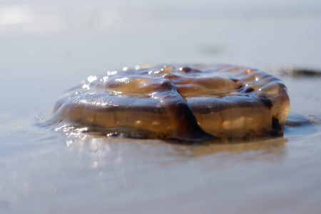 海边沙滩上的水母