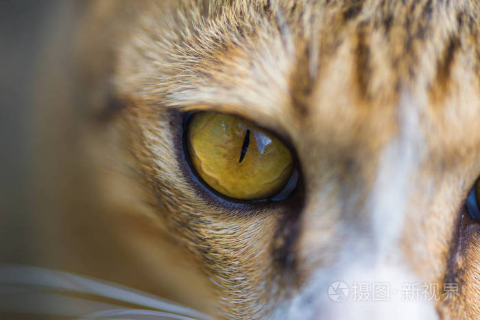 猫眼睛猫脸看看相机的特写镜头