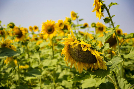 在阳光明媚的日子里, 田野上有黄色多彩的向日葵