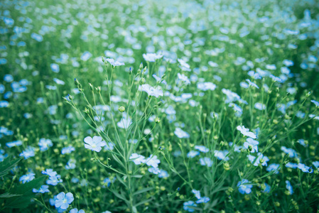 亚麻花关闭