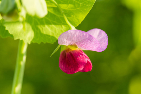 美丽的平花生长在花园里。充满活力的夏日风光