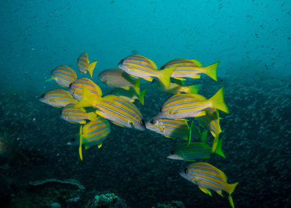 学校的鲷鱼水下 黄色鱼，游离相机在礁