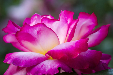 夏季玫瑰花园宏观摄影