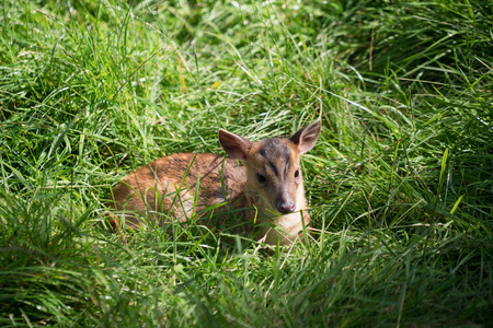 年轻的麂鹿 麂 坐在阳光下