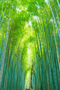 在京都岚山竹林的路径