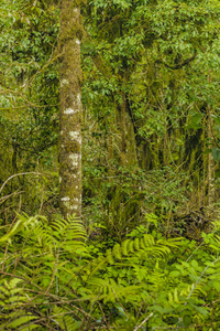 scalesia forest, Galapagos, 厄瓜多尔