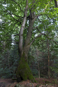 清除从基迪，美丽的山在北东波西米亚，捷克共和国农村