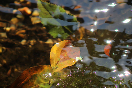叶子在水之下