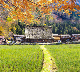 秋天的白川乡和五崮山 J 历史村庄