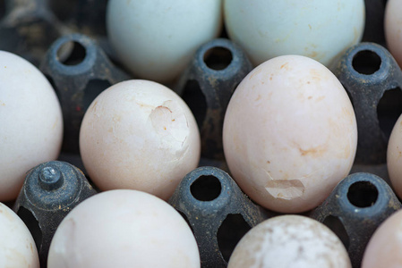 裂纹鸭蛋或破的蛋包中图片