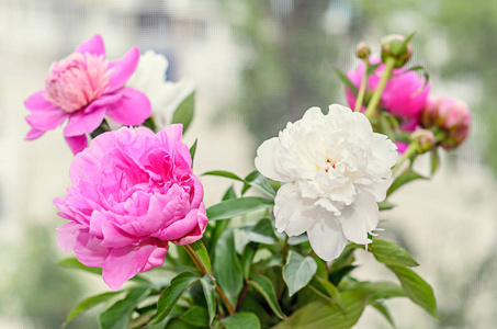 粉红色和白色牡丹花的花束, 有花蕾