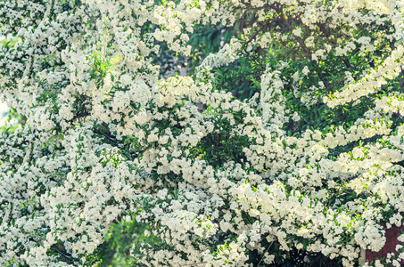 白色的海沙棘浆果花, 灌木与分枝和绿色