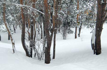 公园里的雪冬