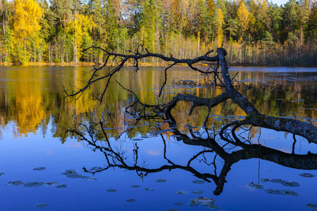 在安静的池塘里, 爱沙尼亚的艾维杜岛, 树和秋天的森林倒影