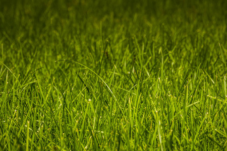 绿草草坪
