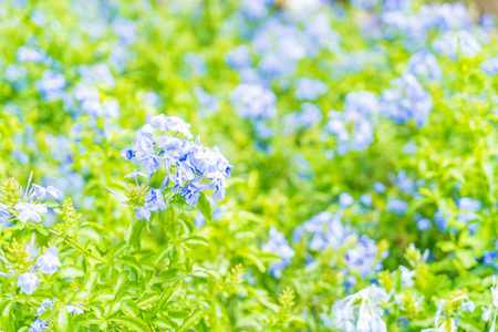 许多蓝色绣球花在花园里