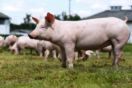 动物农场夏季一只年轻的粉红色小猪的侧视图镜头