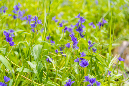 紫色的花, 类似薰衣草