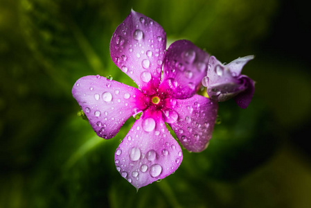 雨滴落在佩里温克或长春卡小