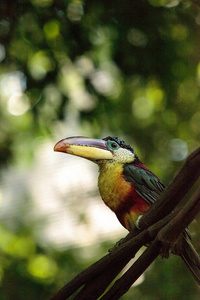 卷毛冠 Aracari 称为 Pteroglossus beauharnaesii