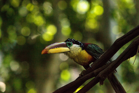 卷毛冠 Aracari 称为 Pteroglossus beauharnaesii