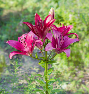 几朵紫色百合花