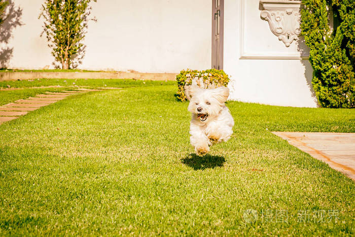 草地上跑的马尔济斯犬
