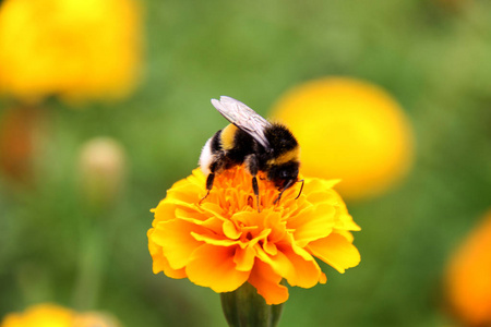 大黄蜂喝花上的花蜜