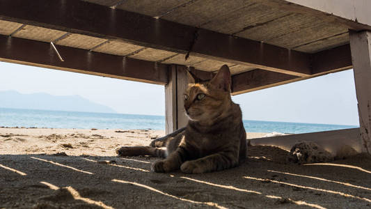 猫躺在海滩上的躺椅下