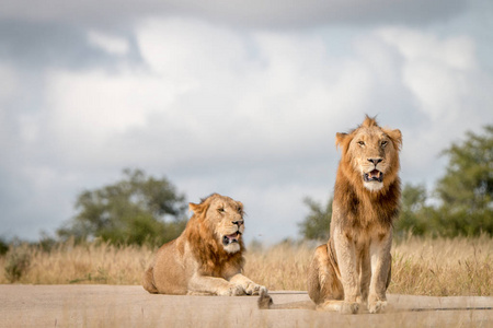 坐在路边的两个雄性狮子